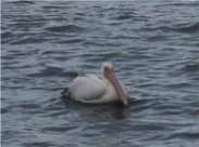 pelican at Broughty Ferry