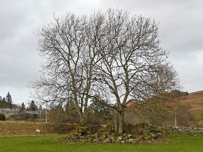 Ruins of Ardveich. Copyright Dr Richard Murray and licensed for reuse under this Creative Commons Licence https://creativecommons.org/licenses/by-sa/4.0/